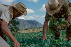 Tobacco workers, Viñales, 2001