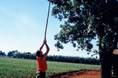 Farmer picking an avocado, Güira de Melena, 2000