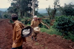 Coffee plantation, Topes de Collates, 1999