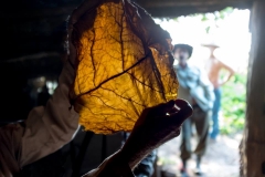 Tobacco leaf, El Cayuco, 2015