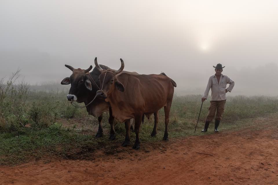 Guajiro with Oxen, La Palma, Pinar del Rio, 2019